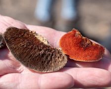 Háromszínű egyrétűtapló, cinóbertapló