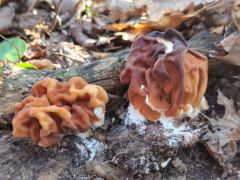 Vörösbarna papsapkagomba - ez legalább volt