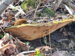 Vörös tapló - a fajlistába be sem került