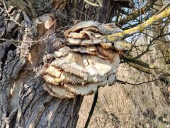 Sárga gévagomba múmia tavalyról