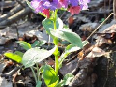 A tüdőfű még bírja a szárazságot