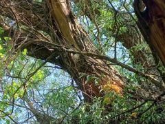 Átmentünk a Sajó-partra - gévagomba kánaán