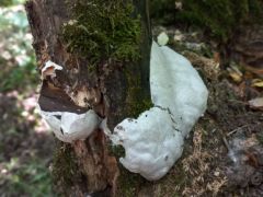 Hamis pöfeteg* - ami egy nyálkagomba faj