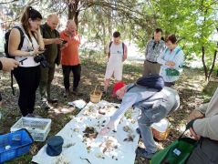 Fajhatározás a parkoló melletti ligetben