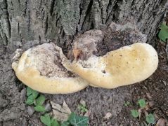 Kőris gyökérnyakán