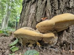 Kőris gyökérnyakán