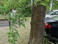 Kőris gyökérnyakán