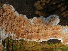 Catinella olivaceával azonos termőhelyen