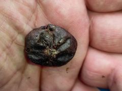 Érett termőtest bázisa