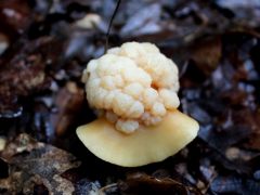 Savanyú talajú tölgyesben, rozsdásszárú fülőkén