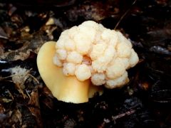 Savanyú talajú tölgyesben, rozsdásszárú fülőkén