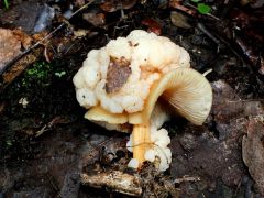 Savanyú talajú tölgyesben, rozsdásszárú fülőkén