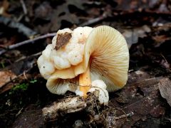 Savanyú talajú tölgyesben, rozsdásszárú fülőkén