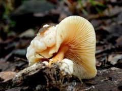 Savanyú talajú tölgyesben, rozsdásszárú fülőkén