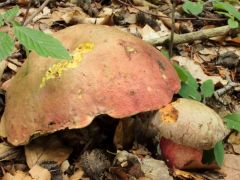 Első hazai találat