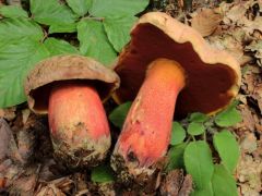 Első hazai találat