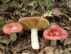 Russula pseudointegra