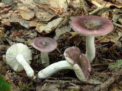 Russula pelargonia (Muskátli galambgomba*)