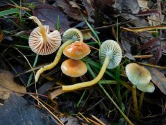 Hygrocybe laeta (Ragacsos nedűgomba*)