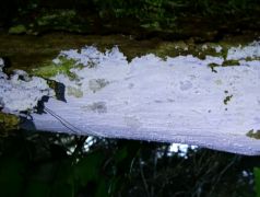 Lyomyces sambuci (Bodza-vargomba)