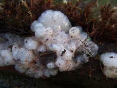 Exidia thuretiana (Fehéres mirigygomba)