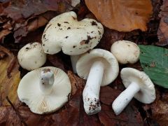 Russula raoultii (Halványsárga galambgomba)